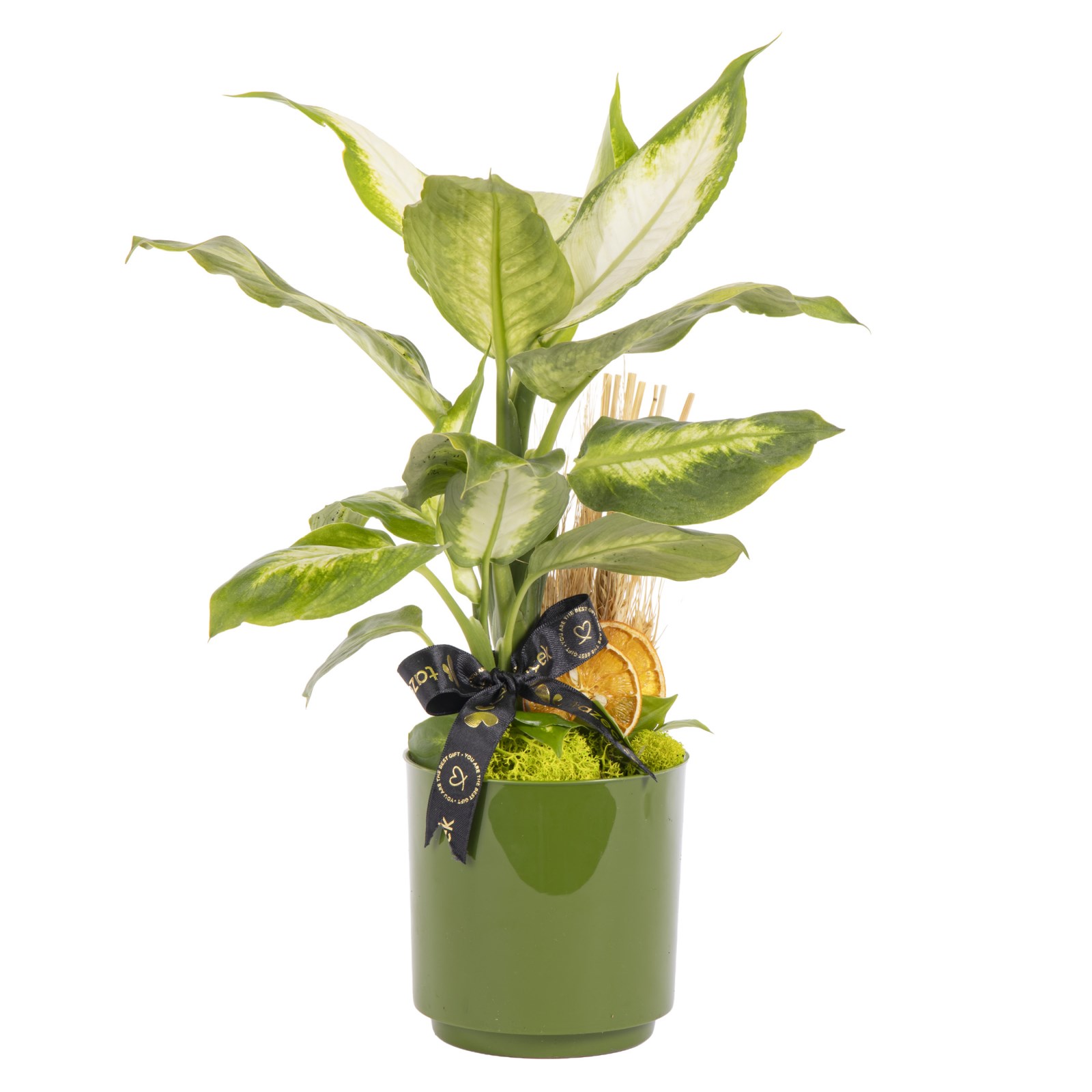 Green Life Mini Difenbahya Bitkisi