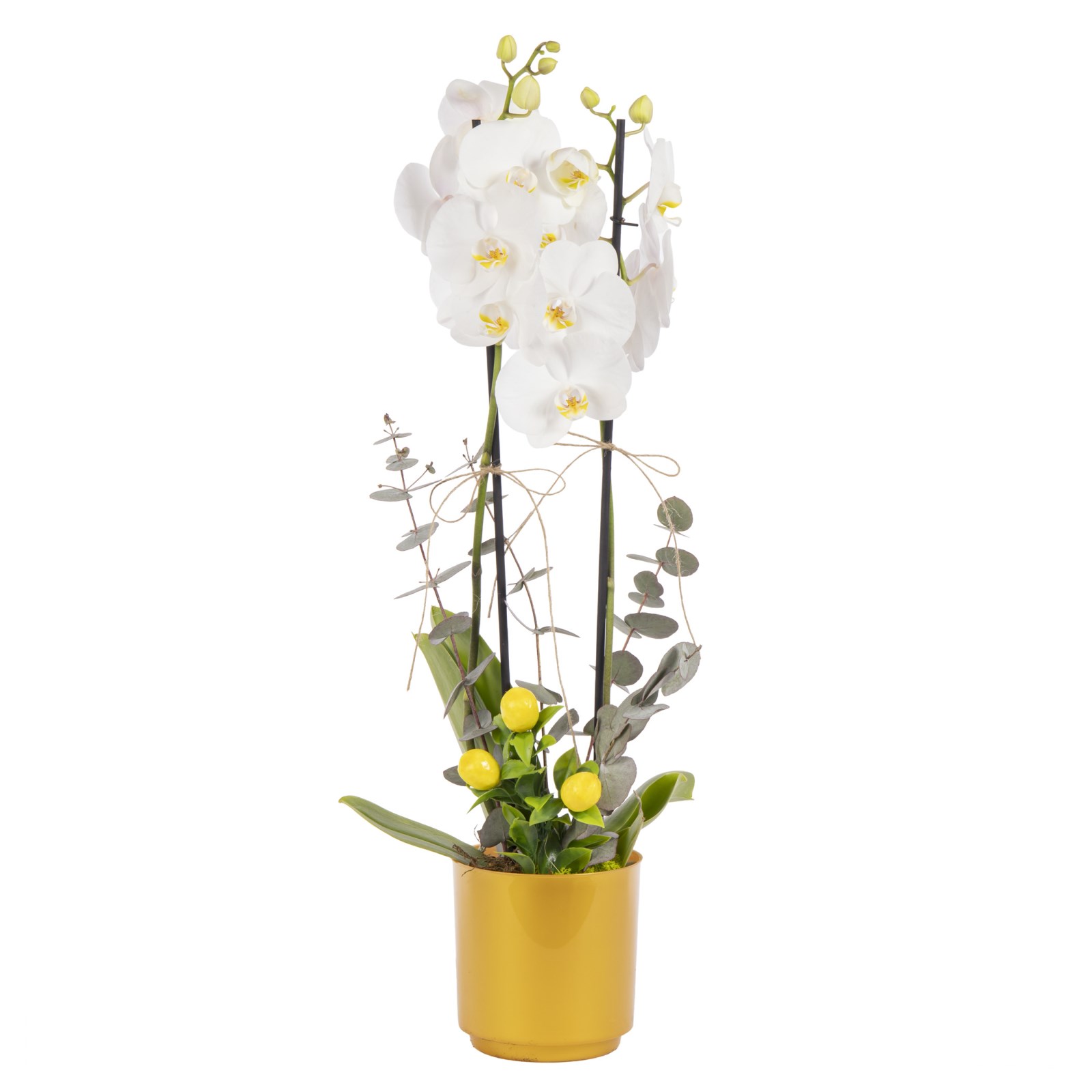Lemon Breeze Çift Dal Beyaz Orkide