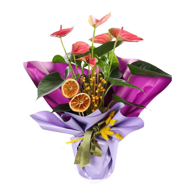 Lilac Whisper Anthurium