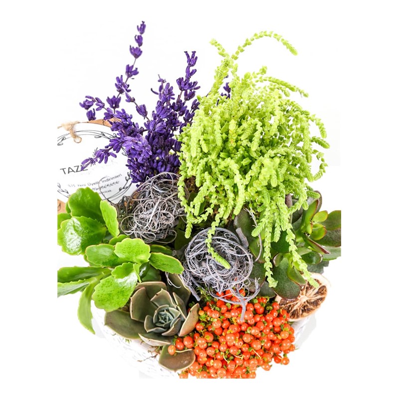 Mini Forest Teraryum