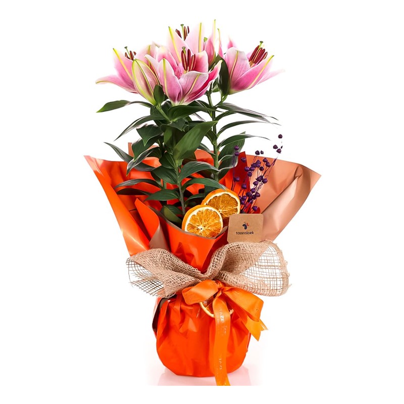 Orange Feelings Pembe Saksı Lilyum