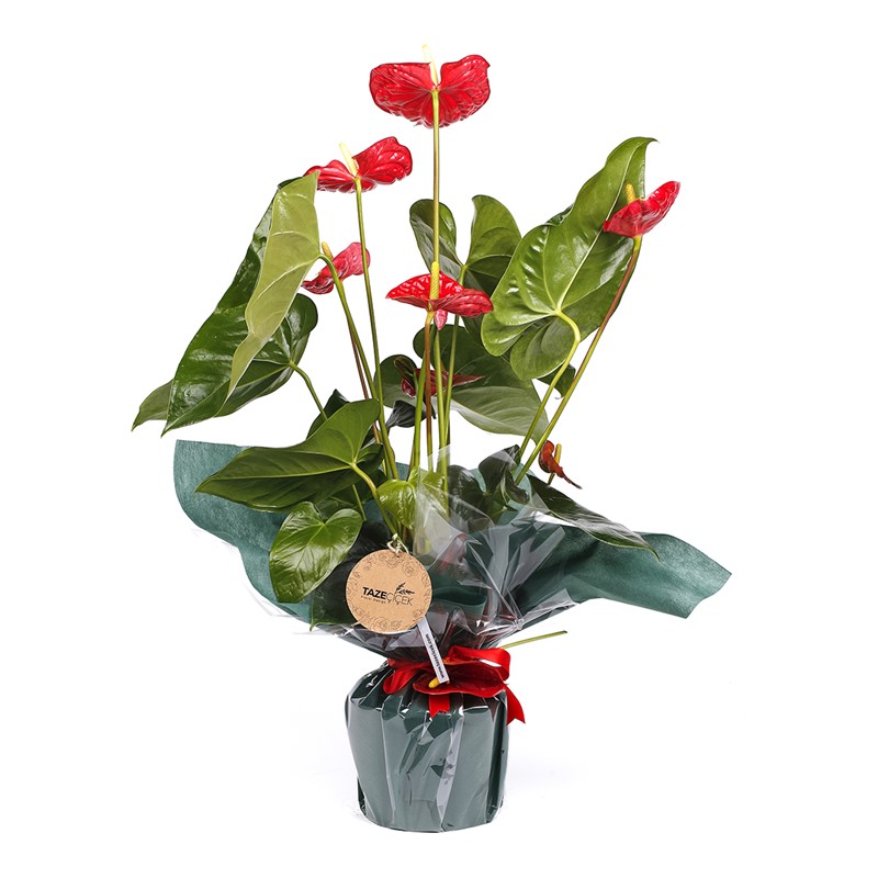 Red Anthurium Çiçeği