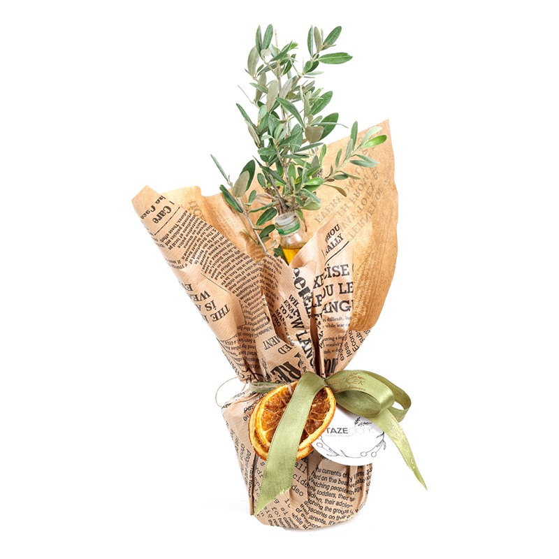 Sacred Olive Zeytin Ağacı 30cm