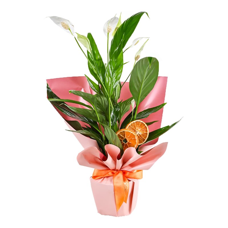 Spathiphyllum Affection (Barış Çiçeği)