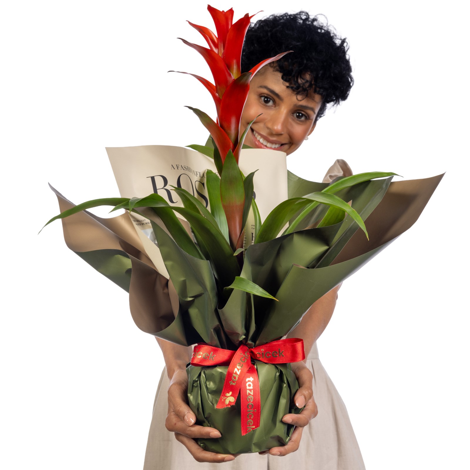 Tropical Fire Guzmania